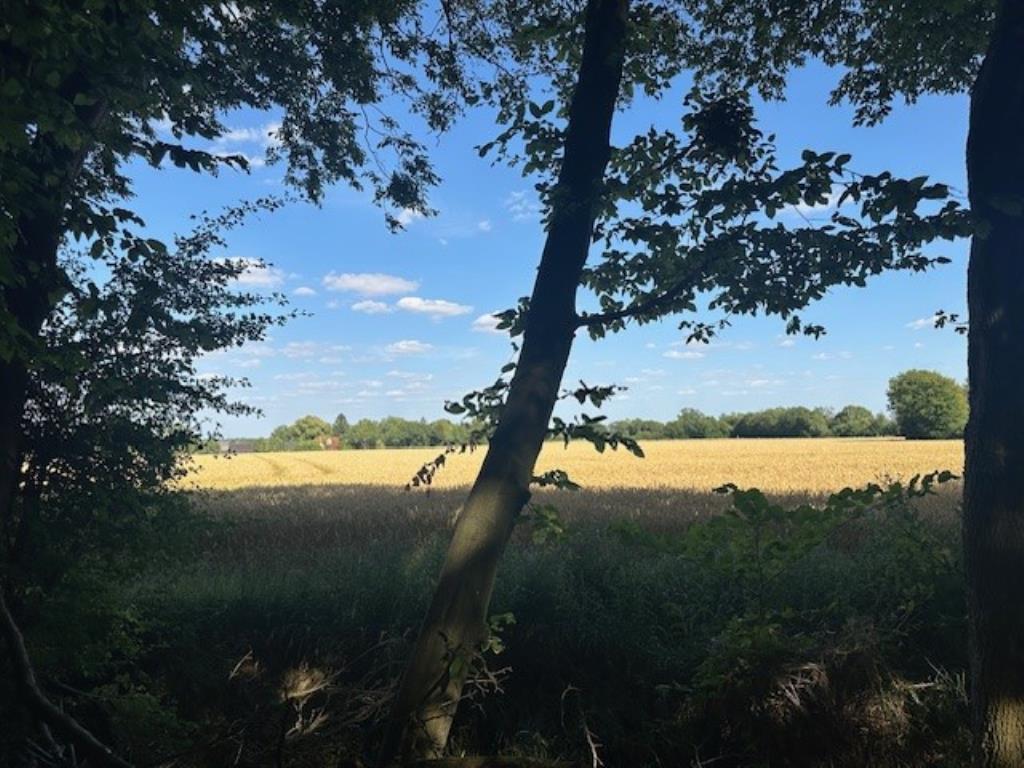 Lot: 48 - WOODLAND AND FORESTRY BUILDING - View from woodland towards field